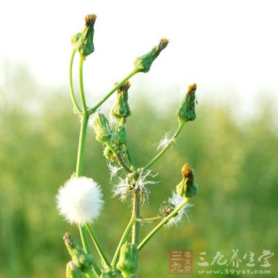 蒲公英治疗乳腺炎的优势