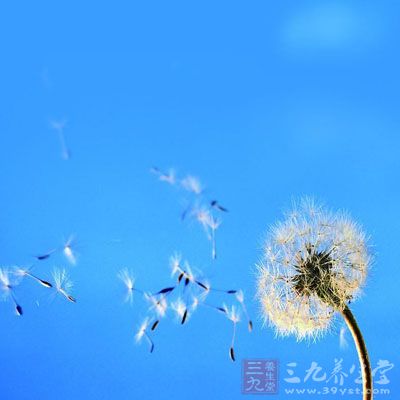 蒲公英的吃法大全