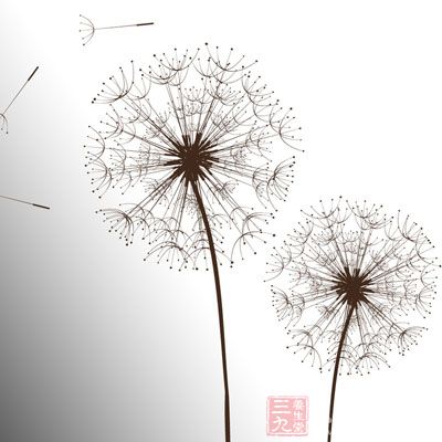 蒲公英叶子泡水喝的配方