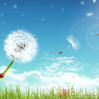 蒲公英根焙燥研细末，温水送下