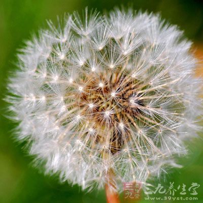 蒲公英药用价值