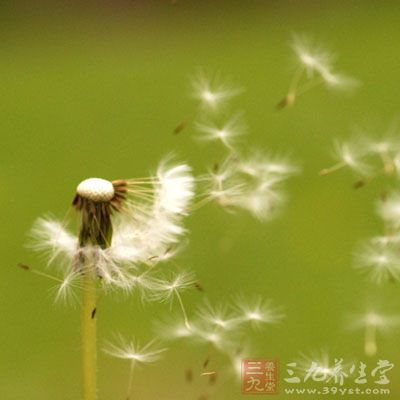 蒲公英花茶的作用