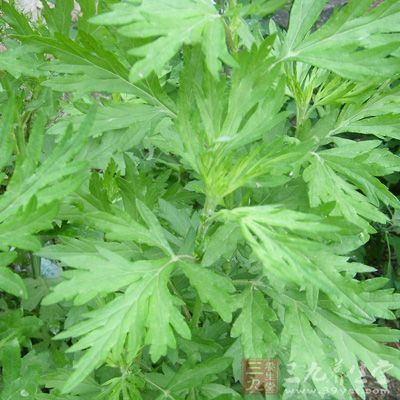 茵陈400克，水发海米25克