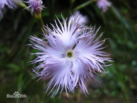 瞿麦的功效与作用及禁忌