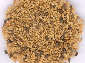 柏子仁的功效与作用及禁忌,中药柏子仁图片