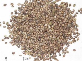 麻子仁的功效与作用,麻仁的副作用与禁忌