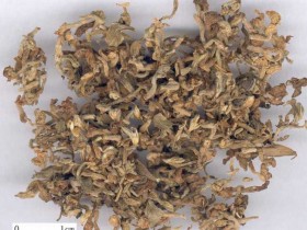 芫花的功效与作用及副作用,中药芫花图片