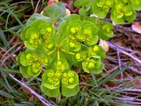 甘遂是什么,甘遂的功效与作用及禁忌,中药甘遂图片
