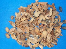 巴豆的功效与作用,巴豆的副作用及禁忌,中药巴豆图片