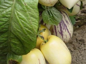 人参果的功效与作用,人参果的营养价值,人参果怎么吃图解