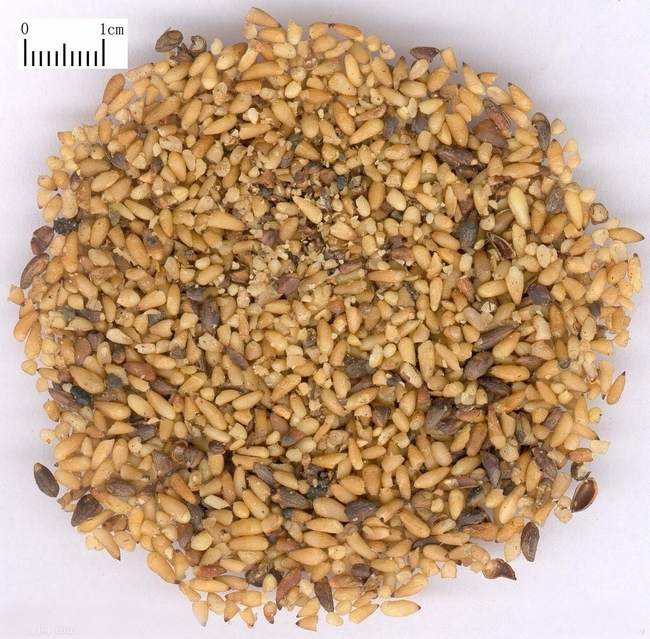 中药柏子仁图片