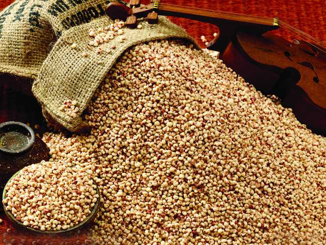 中药薏苡仁图片