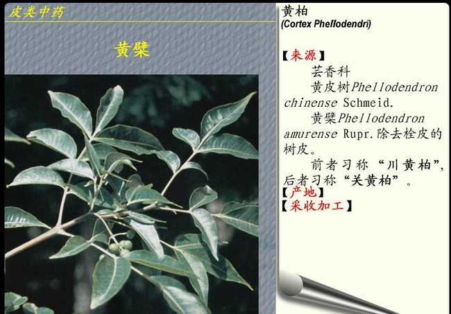 中药黄柏的图片