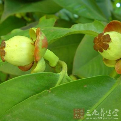 山竹2个，核桃(鲜)10—15克，蔓越莓10克，银耳2朵，冰糖2颗