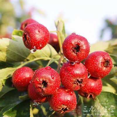 山楂降糖关键点：钙、维生素C、胡萝卜素、黄酮类物质、胆碱