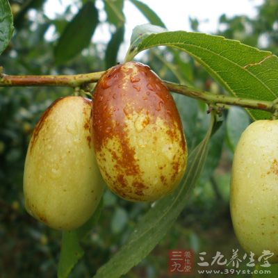 枣子含有大量的糖类物质