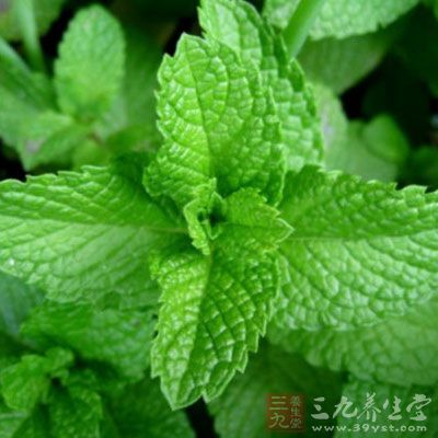 薄荷叶