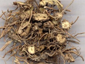 白薇的功效与作用,中药白薇图片