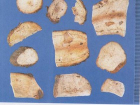 白蔹的功效与作用及禁忌,中药白蔹图片