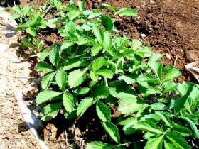 仙鹤草的功效与作用及食用方法,中药仙鹤草图片