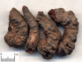 白头翁的功效与作用及禁忌,中药白头翁图片