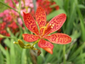 射干的功效与作用,中药射干图片