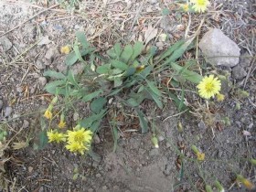 败酱草的功效与作用及食用方法,中药败酱草图片