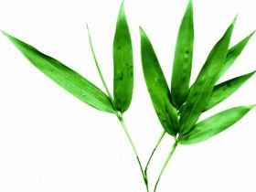 竹叶的功效与作用及禁忌,中药竹叶的图片