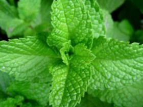 风寒感冒和风热感冒的区别及治疗方法