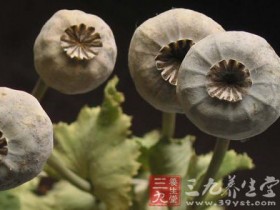 罂粟壳的功效与作用