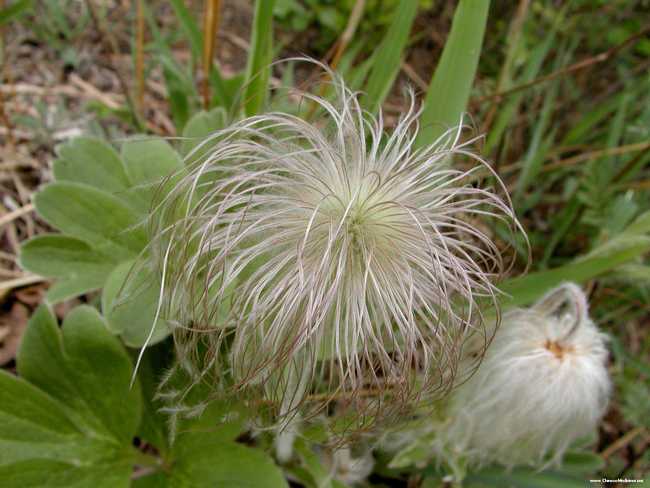 中药白头翁的图片