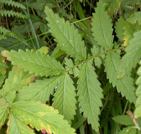 中药仙鹤草图片