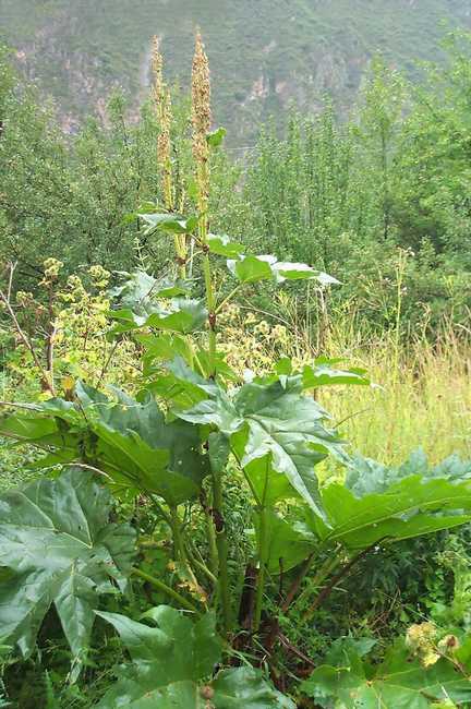 中药大黄的图片
