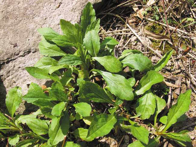 中药败酱草图片