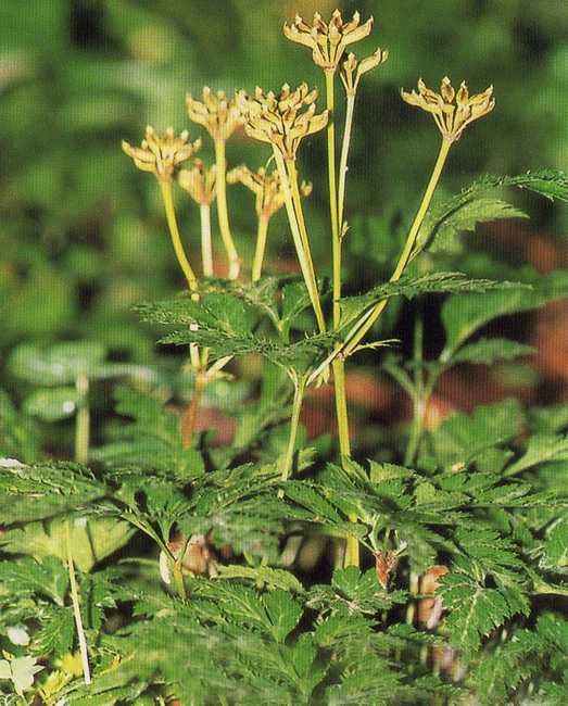 中药黄连的图片