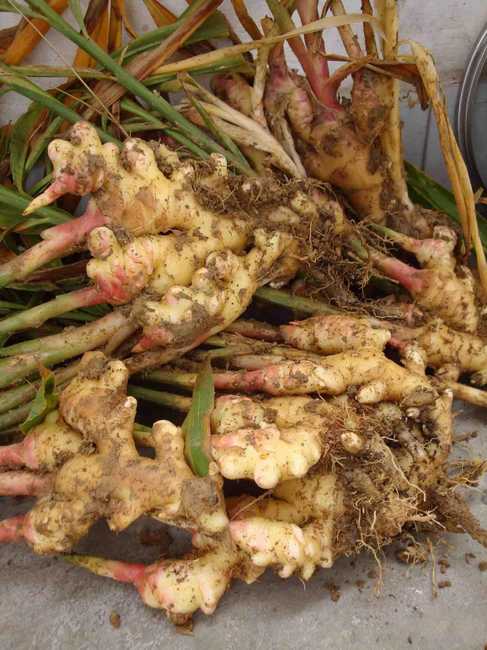 中药生姜的图片