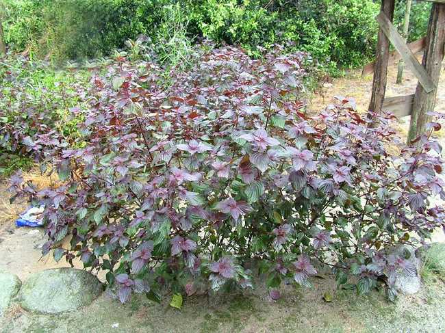 中药苏叶的图片