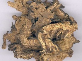 升麻的功效与作用及食用方法,升麻的副作用与禁忌