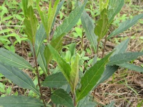 五香草的功效与作用