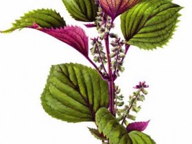 苏叶的功效与作用及食用方法