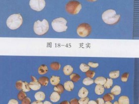 金锁固精丸组成,方歌方解,医案分析,功效与作用