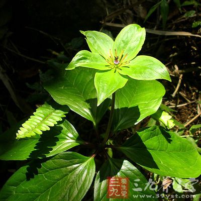 七叶一枝花图片