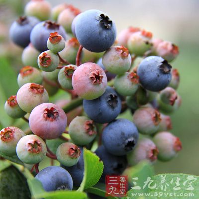 蓝莓含有大量的花青素，而花青素的功效非常丰富