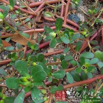 马齿苋图片5