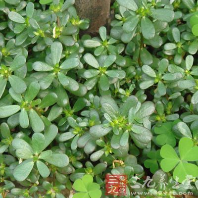 马齿苋对痢疾杆菌、伤寒杆菌和大肠杆菌有较强的抑制作用