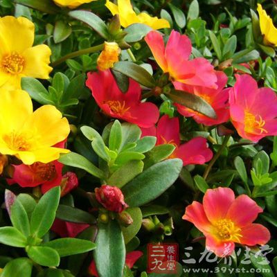 马齿苋是一种药食两用的植物，一般生长在路边或者田野里