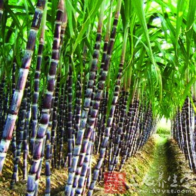 甘蔗的含铁量在各种水果中，雄踞“冠军”宝座，具有“补血果”的美称