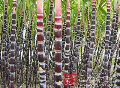 甘蔗的含铁量在各种水果中，雄踞“冠军”宝座，具有“补血果”的美称