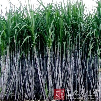 甘蔗的含铁量在各种水果中，雄踞“冠军”宝座，具有“补血果”的美称