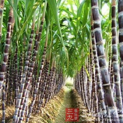 甘蔗的含铁量在各种水果中，雄踞“冠军”宝座，具有“补血果”的美称